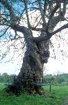 Old Field Mapel and bench
