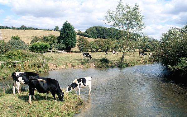 The river Windrush at Swinbrook Bridge